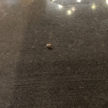 Cabalen - Yum. A side of cockroach anyone? - Asian Fusion Near Me - Laoag City, ILN
