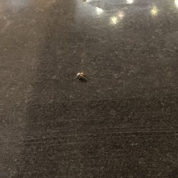 Cabalen - Yum. A side of cockroach anyone?