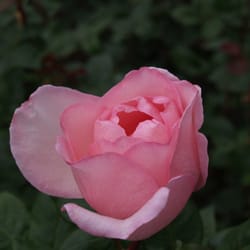 Rosengarten
