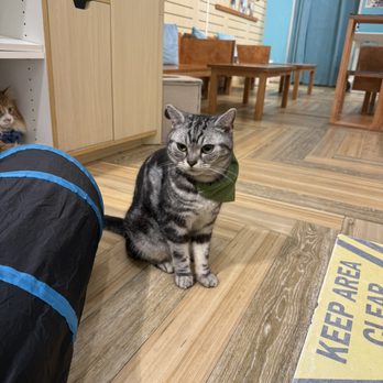 Cat Cafe Moff - Themed Cafes Near Me - Honolulu, Hawaii Cat Cafe Moff - Themed Cafes Near Me - Honolulu, Hawaii
