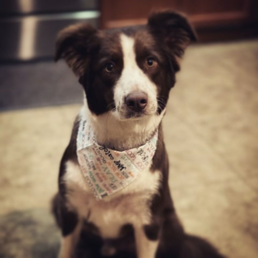 DOGGY ZONE MOBILE SPA Updated September 2024 95 Photos & 16 Reviews