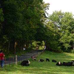 Kingsbury's Orchard - A lazy cow day at Kingsbury's Orchard