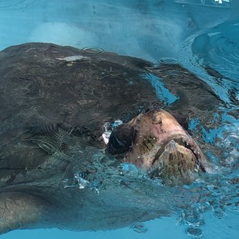 The Turtle Hospital - Hi Medea - Veterinarians Near Me - Marathon, Florida The Turtle Hospital - Hi Medea - Veterinarians Near Me - Marathon, Florida