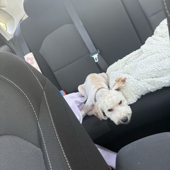 PetSmart - My dog after the cut - Pet Stores Near Me - Carmel, Indiana