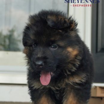 Sheyenne's Shepherds - Pet Breeders Near Me Sheyenne's Shepherds - Pet Breeders Near Me