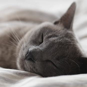 Vet in the house - Pet Hospice Near Me Vet in the house - Pet Hospice Near Me