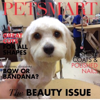 PetSmart - Adorable picture Petsmart emailed me once Cooper was finished being groomed. - Pet Training Near Me - Las Vegas, Nevada PetSmart - Adorable picture Petsmart emailed me once Cooper was finished being groomed. - Pet Training Near Me - Las Vegas, Nevada