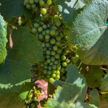 BOTTAIA Winery - Wine Grapes - Wine Tasting Room Near Me - Temecula, California BOTTAIA Winery - Wine Grapes - Wine Tasting Room Near Me - Temecula, California