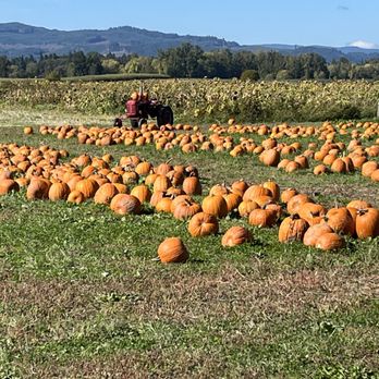 Bella Organic Farm - Fruits & Veggies Near Me - Portland, Oregon Bella Organic Farm - Fruits & Veggies Near Me - Portland, Oregon