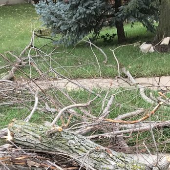 A-Alpha Tree Company - Tree Services Near Me A-Alpha Tree Company - Tree Services Near Me