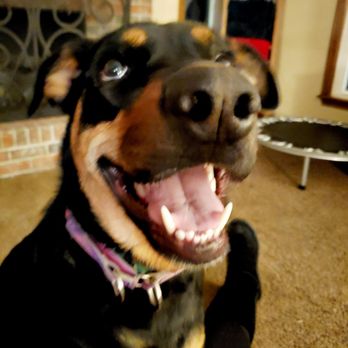 Latchkey Pets - Dog Walkers Near Me - Lee’s Summit, Missouri Latchkey Pets - Dog Walkers Near Me - Lee’s Summit, Missouri