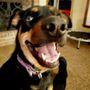 Photo of Latchkey Pets