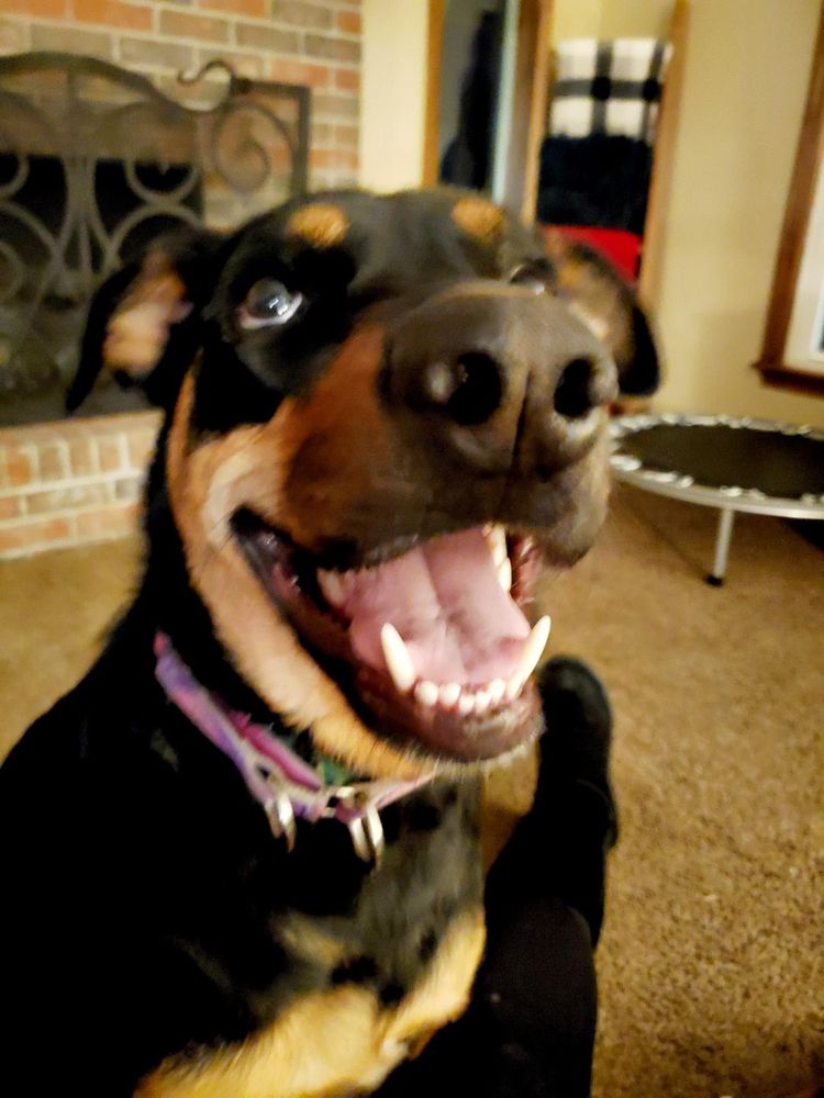 Latchkey Pets - pet boarding facility in Lee’s Summit, MO