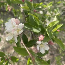Walden Ponds Wildlife Habitat - Apple blooms