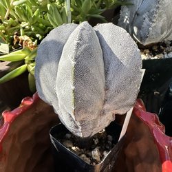 Astrophytum onzuka cactus