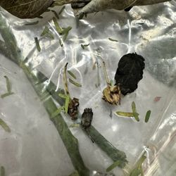 Srishti Usa