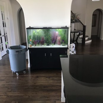 My Aquarium Guy - Aquarium Services Near Me My Aquarium Guy - Aquarium Services Near Me