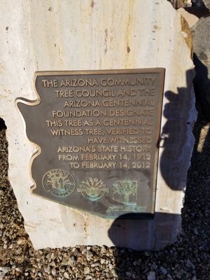 The Jail Tree by null