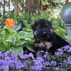 WindRidge German Shepherds