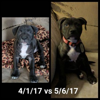 Karma Dog Training - Growing Boy!! - Pet Training Near Me - Granada Hills, California Karma Dog Training - Growing Boy!! - Pet Training Near Me - Granada Hills, California