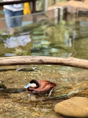 Smithsonian National Zoological Park by null