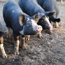 Berkwood Farms - Berkshire pigs playing and roaming outside