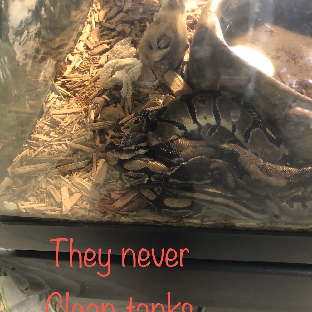 Forever Pets - Mites and multiple snakes in one tank - Pet Services Near Me - San Antonio, Texas Forever Pets - Mites and multiple snakes in one tank - Pet Services Near Me - San Antonio, Texas