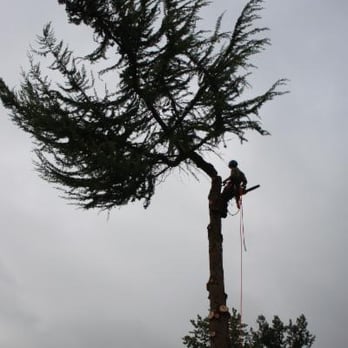 Give & Take Tree Service - Tree Services Near Me - Maple Ridge, British Columbia Give & Take Tree Service - Tree Services Near Me - Maple Ridge, British Columbia