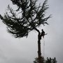 Photo of Give & Take Tree Service