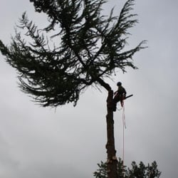 Give & Take Tree Service