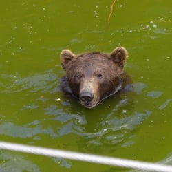 Vigo Zoo - Oso bañandose en el foso