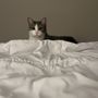 Photo of BoxDrop Carson Tahoe Mattress & Furniture Direct