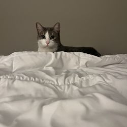 BoxDrop Carson Tahoe Mattress & Furniture Direct - Our kitty approves!!!!! :)