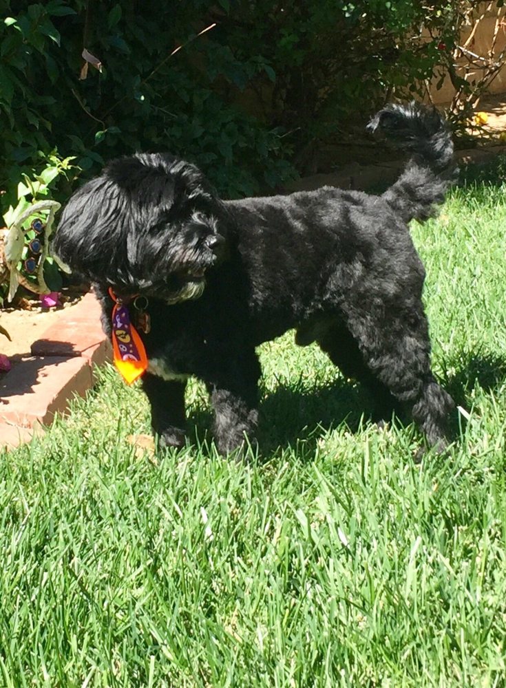 FUR GROOMING SALON & SELF BATHE 105 Photos & 171 Reviews 1786