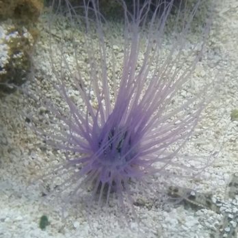Downtown Aquarium - Museums Near Me - Denver, Colorado Downtown Aquarium - Museums Near Me - Denver, Colorado