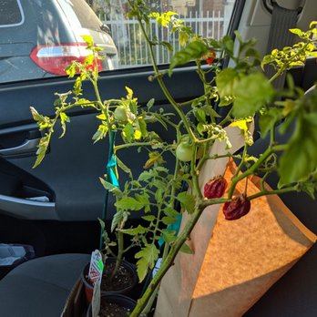 Bellefontaine Nursery - 2 tomato plants, 2 scorpion pepper plants and an aloe vera plant - Nurseries & Gardening Near Me - Pasadena, California Bellefontaine Nursery - 2 tomato plants, 2 scorpion pepper plants and an aloe vera plant - Nurseries & Gardening Near Me - Pasadena, California