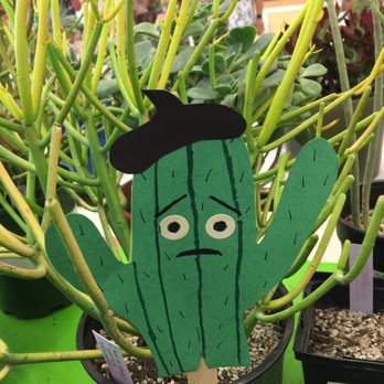 Peterson Middle School - CACTUS AND SUCCULENT SHOW (10.09.16) - Middle Schools & High Schools Near Me - Sunnyvale, California