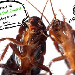 GreenLine Pest Control