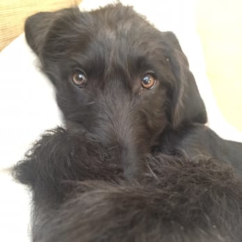 puppies n love prices