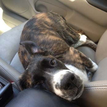 Chandler Dogs 24/7 - The Dude (5 month old border collie mix) is exhausted after a 4 hour stay at doggy day care. - Pet Boarding Near Me - Chandler, Arizona