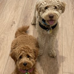 Gracie and Finn Gracie and Finn