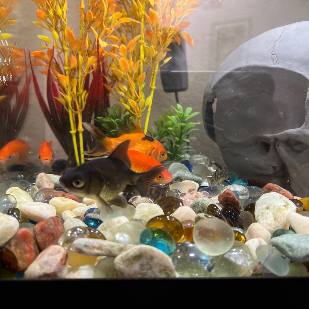 Petco - Pet Stores Near Me - Santa Rosa, California