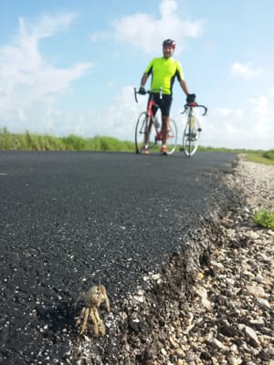 Palo Alto Battlefield National Historical Park by null