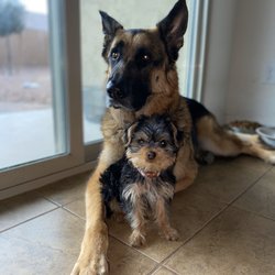 Michelle's Professional Pet Grooming - What she was when I took her