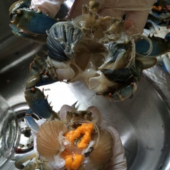 The Shellfish Company - Bad crab on top vs fresh crab. 2/3 of the crabs were black and rotten. - Seafood Markets Near Me - Virginia Beach, Virginia The Shellfish Company - Bad crab on top vs fresh crab. 2/3 of the crabs were black and rotten. - Seafood Markets Near Me - Virginia Beach, Virginia