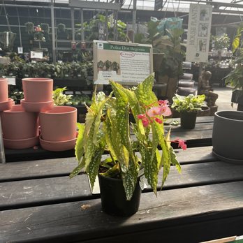 Dothan Nurseries - Begonia - Nurseries & Gardening Near Me - Dothan, Alabama Dothan Nurseries - Begonia - Nurseries & Gardening Near Me - Dothan, Alabama