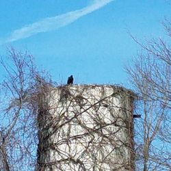 Flagship Park - The vulture scoping out the scene.