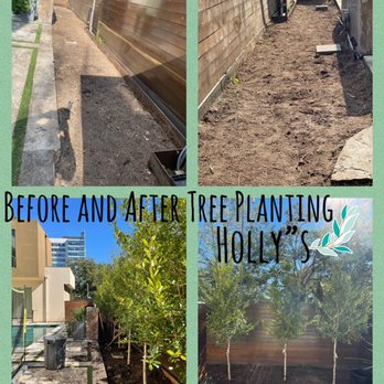 Oak Tree Service Tree Services Houston Tx Phone Number