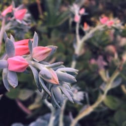 Lowe's Home Improvement - The selection of cacti & succulents is outstanding right now!