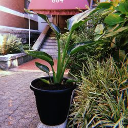 West Coast Jungle